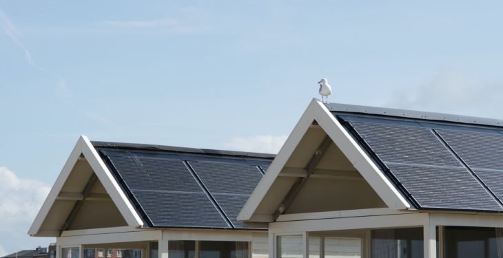 Vogelwering zonnepanelen
